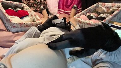 Masturbation of Transvestite with Bra On, Sniffing Bras, Fucking Bras & Cum in Bra POV 4 - 3 image