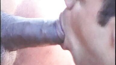 1141 ebony cougar transeuxel used by tiwnk in forest exhib c - 10 image