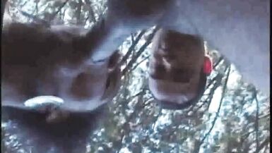 1141 ebony cougar transeuxel used by tiwnk in forest exhib c - 3 image