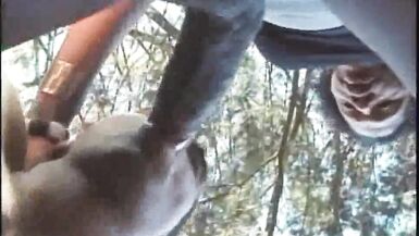 1141 ebony cougar transeuxel used by tiwnk in forest exhib c - 8 image