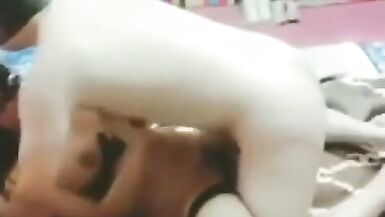 fat slave and two ladyboy dominatrix sex for fun and for work - 15 image