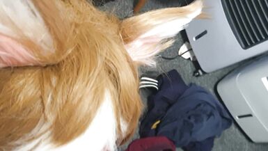 Furry Transwoman gives blowjob like a good girl - 15 image