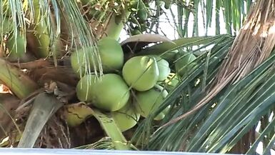 Feminine Latina shemale uses her manmeat to fuck a friend - 1 image