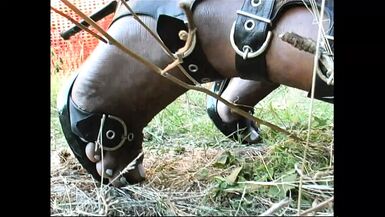 Stud wants Shemale's cock! - 1 image