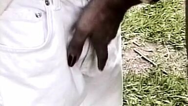 Gorgeous trans woman who loves to suck her partner's cock