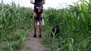 Sissy second Cornfield - 1 image