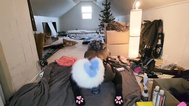 Cute Trans Blue Dog Plays With Toy - 7 image