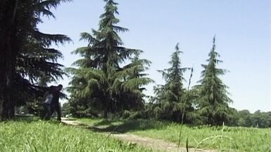 The Italian World of Trannies - 2 image