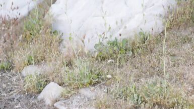 Bree Daniels, Aubrey Kate got bored picking flowers so they decided to fuck - 4 image