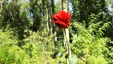 Mesmeriza compilation 13 Dream Island - 1 image