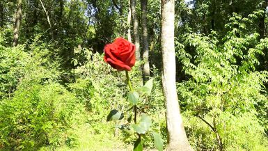 Mesmeriza compilation 13 Dream Island - 2 image