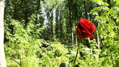 Mesmeriza compilation 13 Dream Island - 3 image