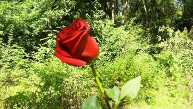 Mesmeriza compilation 13 Dream Island - 4 image