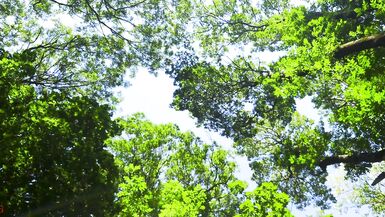 Mesmeriza compilation 13 Dream Island - 5 image