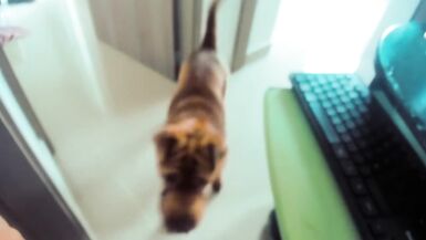 Latin Chick Trap is Great! - 10 image