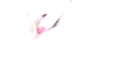 Marvelous honey with schlong squirts her spunk load into cock-sock - 14 image