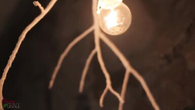 Marvelous Carnal Oral Pleasure With Oral-Service Creampie - Cherry Grace - 1 image